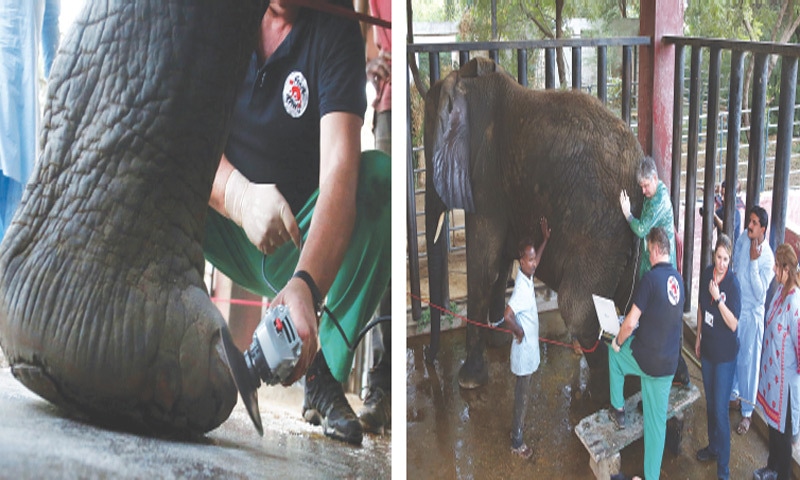 The two elephants in Safari Park undergo a detailed check-up and treatment by local and foreign experts on Sunday.—Shakil Adil / White Star