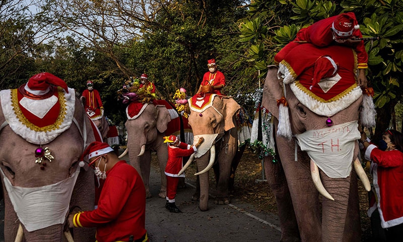 Mahouts and their elephants prepare to take part in Christmas celebrations at the Jirasart Witthaya school in Ayutthaya. — AFP