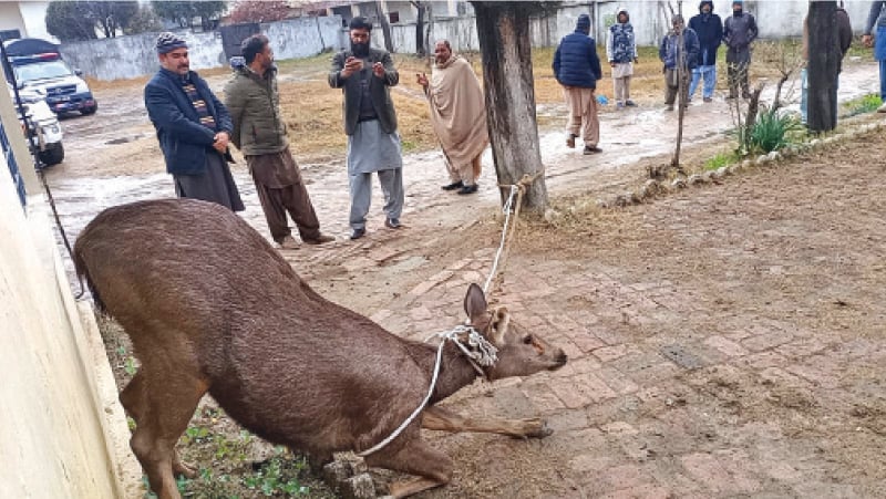 A Sambar deer that entered Azad Kashmir from across the Line of Control. — Dawn