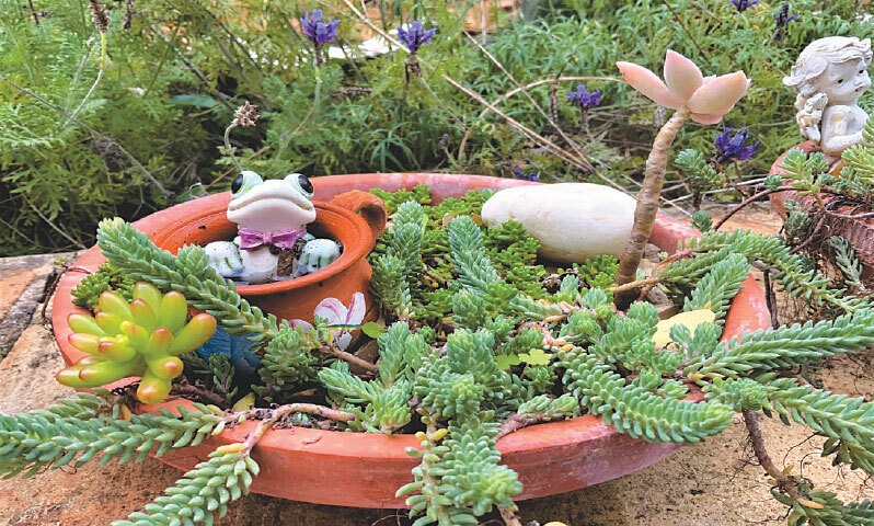 Miniature fairy gardens using figurines, cacti and other succulents