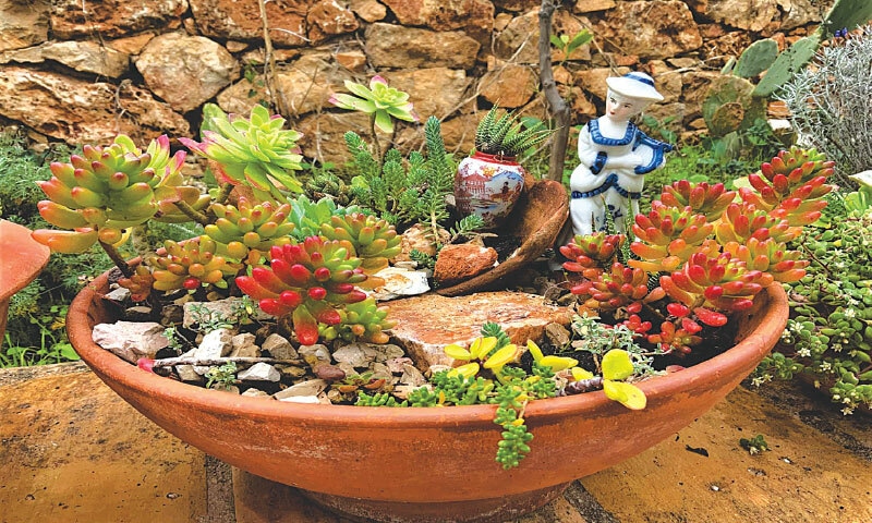 Miniature fairy gardens using figurines, cacti and other succulents