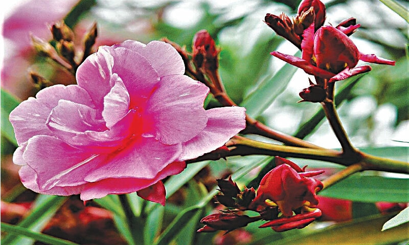 Nerium oleander | Photos by the writer