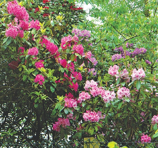 Rhododendrons