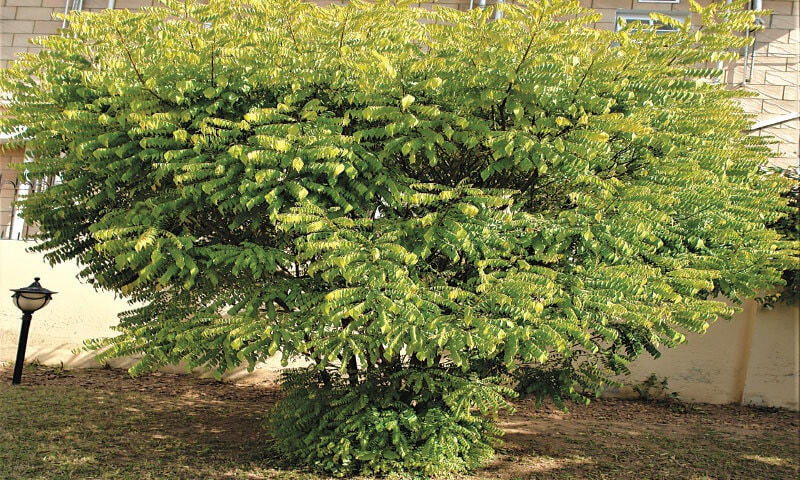 Kurry patta | Photos by the writer