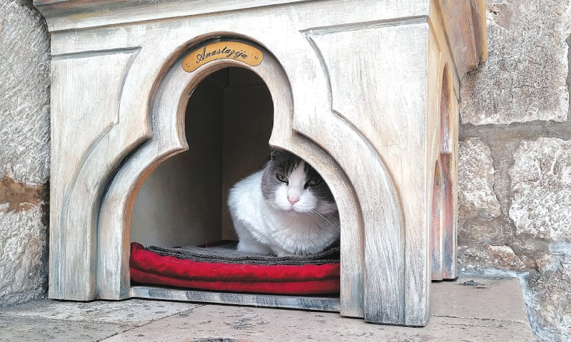 The stray cat Anastasia in front of the 14th century Rector’s Palace in Dubrovnik.—AFP The stray cat Anastasia in front of the 14th century Rector’s Palace in Dubrovnik.—AFP