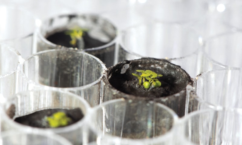 AN undated handout photo shows saplings sprouting in a small amount of &ldquo;soil from the moon&rdquo;.&mdash;Reuters