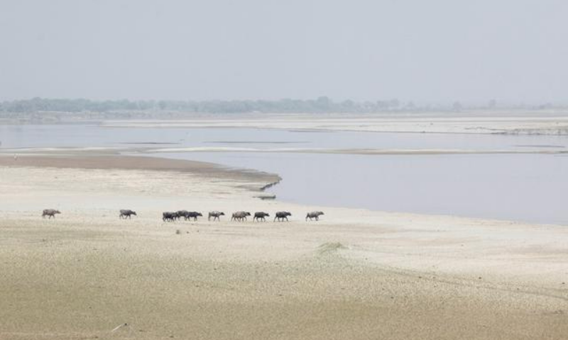 A herd travels to cool off in the River Indus in Hyderabad, Pakistan in this file photo. — Reuters