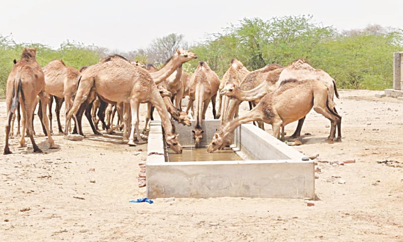 Camels try to quench their thirst at an almost dried-out well in Cholistan.—Twitter / AlkhidmatOrg