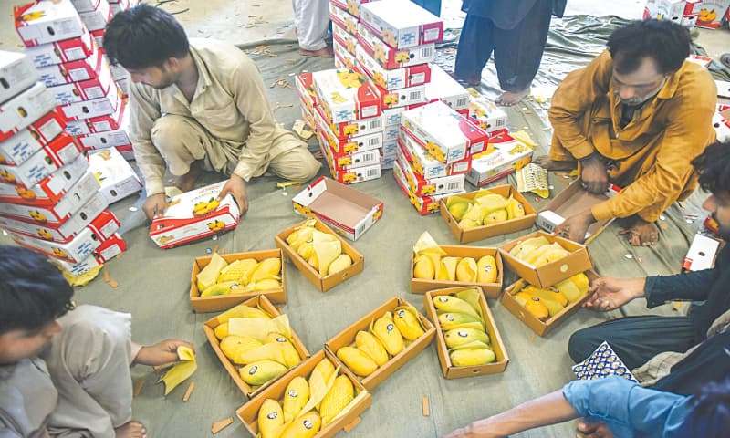 workers fill boxes with mangoes.&mdash;Fahim Siddiqi / White Star