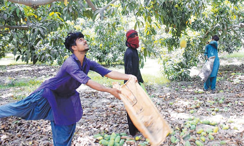 For Amjad, trying to get hold of falling mangoes is risky business.—Umair Ali