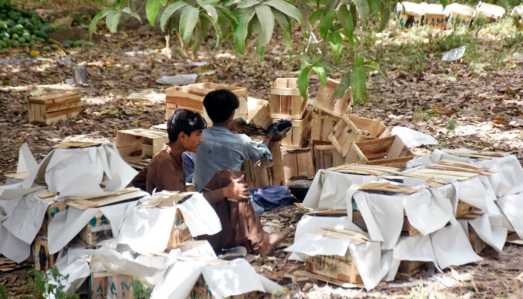 Young farm workers prepare *bardana* to be packed with unripe mangoes.—Photo by Umair Ali