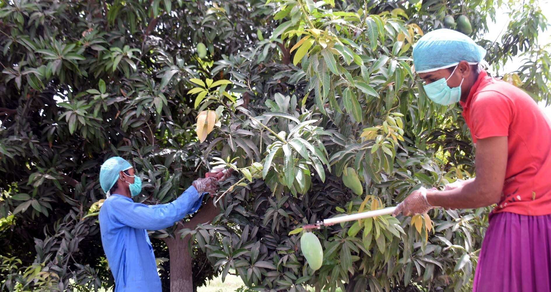 Two farm workers from Muzaffargarh area of south Punjab pluck mangoes carefully along with its stem to prevent sap burn in Thatta.—Photo by Umair Ali