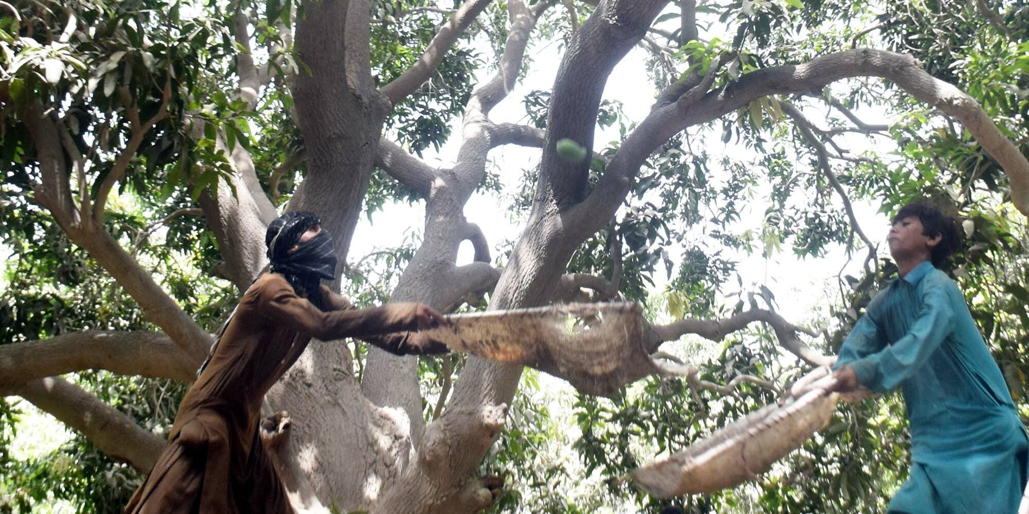 Two young farm workers try to catch an unripe mango at a farm during ‘*pattaee*’ [harvesting] of mangoes in an orchard in Tandojam. The unripe fruit is thrown by their colleague from the tree.—Photo by Umair Ali