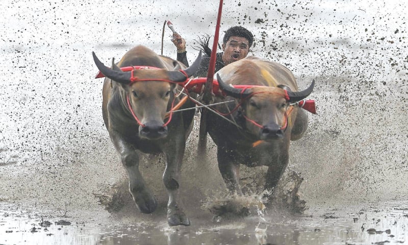 A racer rides on the back of a wooden plough to mark the start of paddy-sowing season on Sunday.—AFP