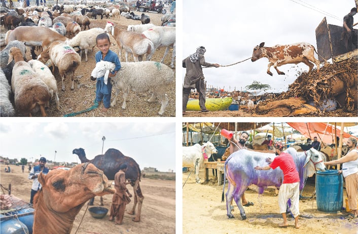 (Clockwise from top left) There is nothing sheepish about this love affair as the little owner openly hugs his furry little friend at the animal market; Cheel urri, kawwa ura... gai uri? We’ve heard of cows jumping over the moon, so this particular bovine’s athletic feat should come as little surprise; while nilgai is Urdu for an Asian antelope, this cow literally being turned into a Neeli gai to brighten his attractive white sheen; and, finally, this camel who has been keeping a close eye on all goings-on in the animal market, cannot help but give us a knowing wink.— Online/Fahim Siddiqi/ Whi