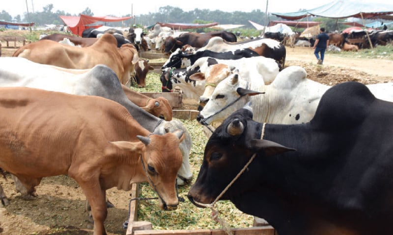 Sacrificial animals eat fodder at a cattle market in Sangjani in Islamabad. — Online