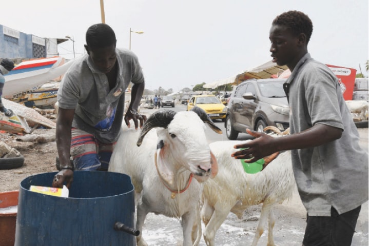 A vendor washes a sheep that is for sale in Soumbedioune, west of Dakar, Senegal, last week. Food prices in Senegal continue to rise, due to speculation by traders and the economic consequences of the war in Ukraine. During Eidul Azha, Muslims sacrifice sheep to show their devotion to God, and families buy one or more for the occasion. But the price of mutton is not the only one to go up, that of onions, one of the main ingredients of Senegalese cuisine, is just as high.&mdash;AFP