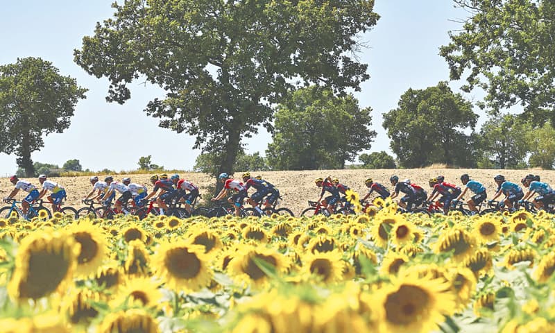 THE pack of riders cycles past fields of wilted sunflowers during the 15th stage of the Tour de France, a 202.5km distance between Rodez and Carcassonne, on Sunday.—AFP THE pack of riders cycles past fields of wilted sunflowers during the 15th stage of the Tour de France, a 202.5km distance between Rodez and Carcassonne, on Sunday.—AFP