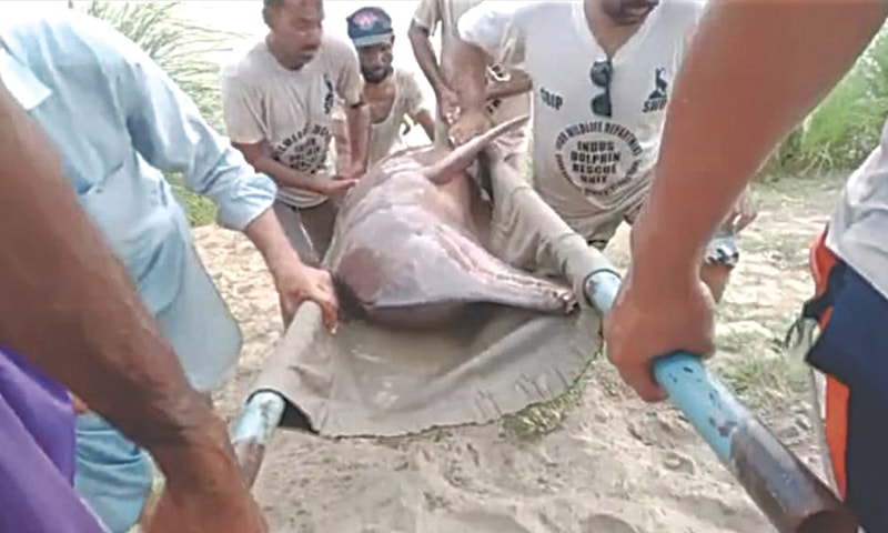 A screengrab shows wildlife department staff and members of the local community rescuing a number of dolphins in the Rohri canal on Tuesday.