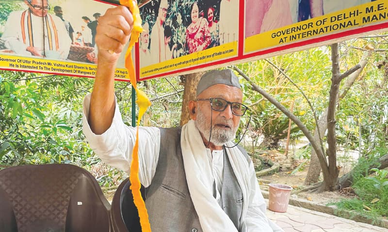 KALEEMULLAH Khan peels a mango at his orchard in Malihabad, Uttar Pradesh.&mdash;AFP
