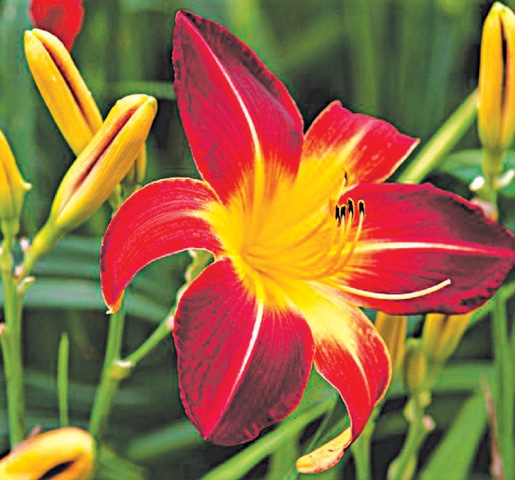 Velvety red daylily | Photos by the writer