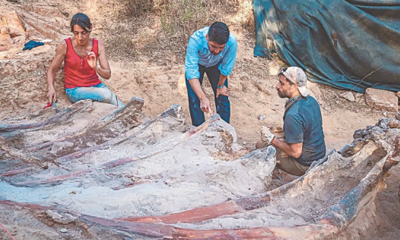 POMBAL (Portugal): Palaeontologists work on the extraction of part of the fossilised skeleton of a sauropod dinosaur at a site in central Portugal.—AFP POMBAL (Portugal): Palaeontologists work on the extraction of part of the fossilised skeleton of a sauropod dinosaur at a site in central Portugal.—AFP