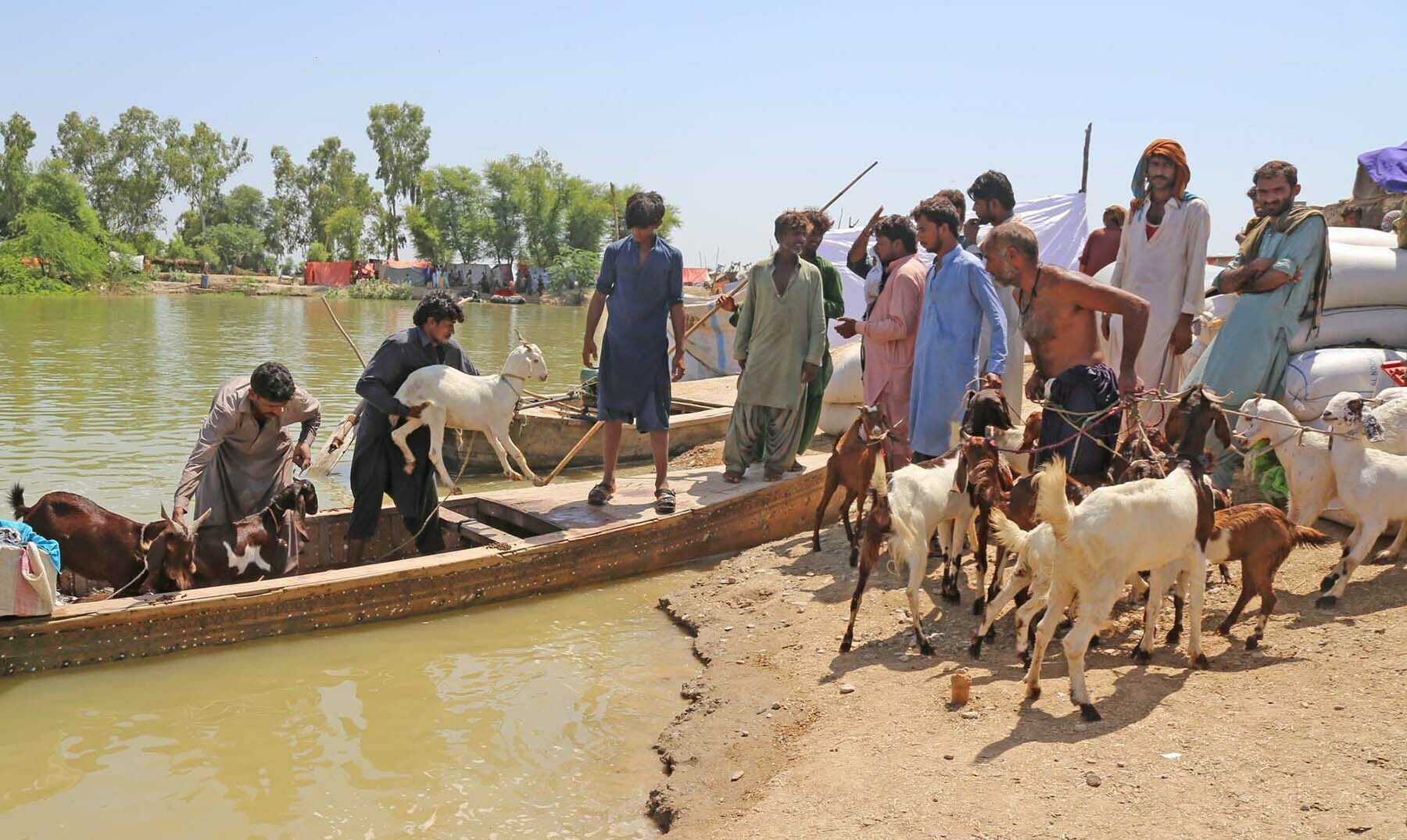 Goats are offloaded from boats in Khairpur Nathan Shah on Saturday.—Umair Ali