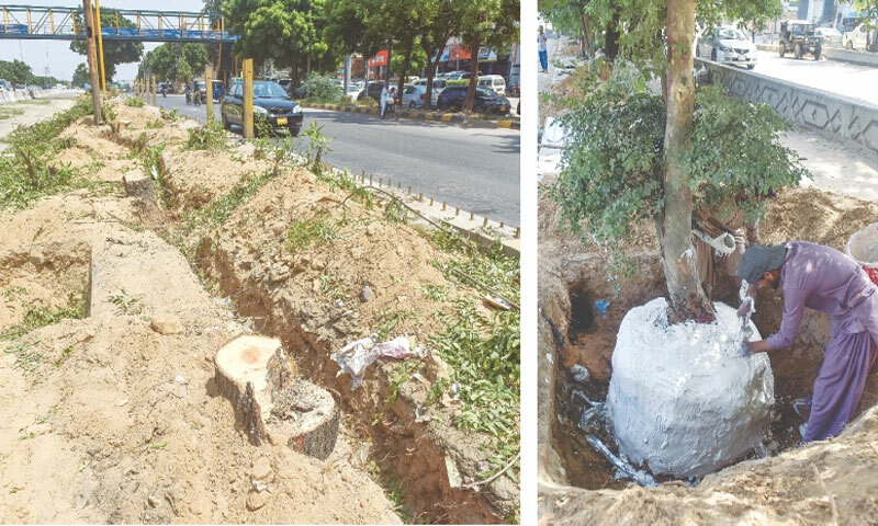 A series of stumps is left along University Road after authorities chopped down dozens of trees for Red Line BRT construction while a full grown tree (right) is being preserved for transplantation to some other location. —Fahim Siddiqi / White Star