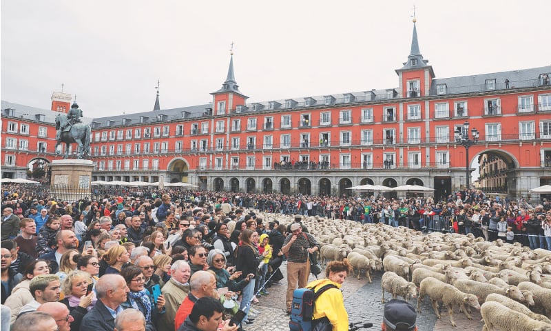 Madrid: People watch a flock at a sheep parade on Sunday. During the parade shepherds exercise their right to use traditional migration routes for their livestock, from northern Spain to winter grazing pasture land in the south.&mdash;Reuters