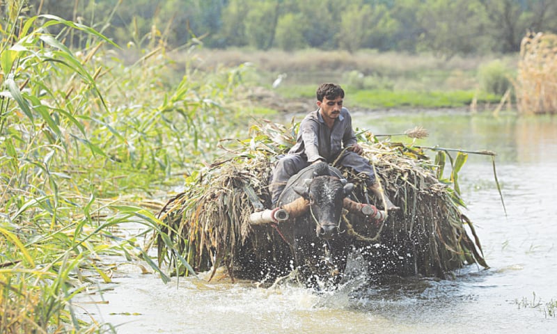 DEVASTATING floods killed 1,700 people and submerged huge swathes of land in Pakistan during July and August, wrecking several crops like wheat, cotton and vegetables and affecting the livelihoods of millions of farmers.—Reuters/File