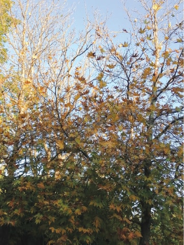 With degradation of chlorophyll, yellow and orange leaves mark the autumn season