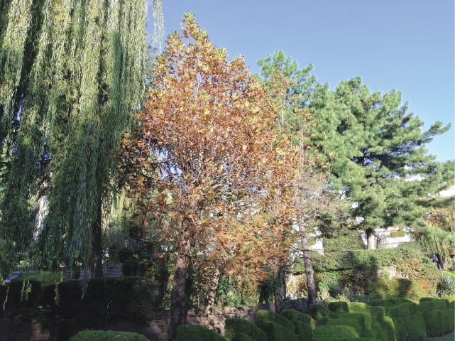 Even the colour change of the leaves attracts many a soul | Photos by the writer