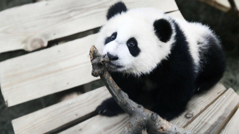 Male panda at Dutch zoo turns out to be female - World - DAWN.COM