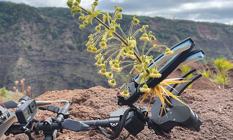 A sample of Wilkesia hobdyi collected with a drone and the Mamba (Multi-Use Aerial Manipulator Bidirectionally Actuated) tool in Hawaii.—Reuters A sample of Wilkesia hobdyi collected with a drone and the Mamba (Multi-Use Aerial Manipulator Bidirectionally Actuated) tool in Hawaii.—Reuters