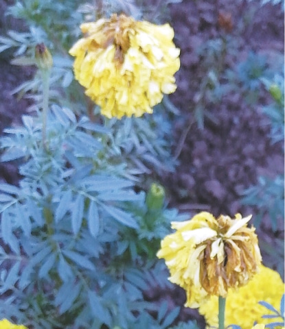 Drying marigold before full bloom | Photos sent by readers