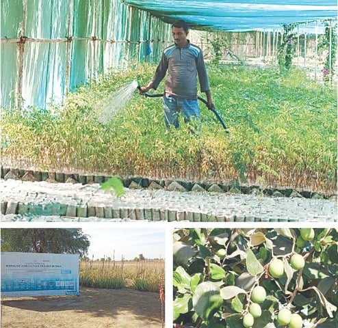 (Clockwise): A WORKER waters saplings of different species of plants at a nursery; jujuba fruit growing in the Biosaline Fruit and Fodder Farm; and an aloe vera field in full bloom.&mdash;Photos by writer