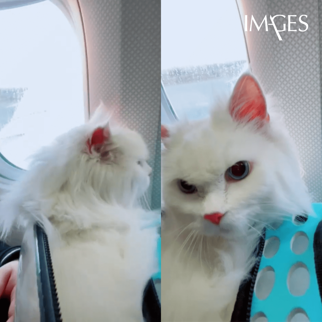 How to Travel with Your Cat to Turkey: A Comprehensive Guide