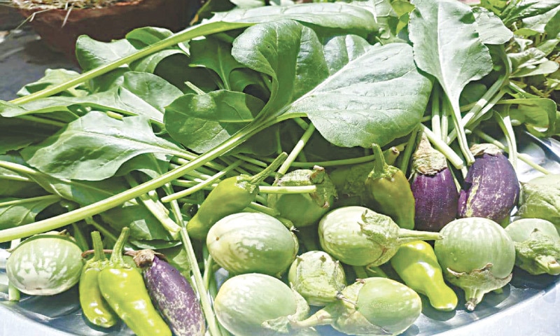 Summer roof-top harvests | Photos by the writer Summer roof-top harvests | Photos by the writer