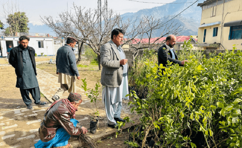 AJK Agriculture Department officials inspect citrus fruit saplings on the premises of their Muzaffarabad district office to be distributed among farmers and other citizens at nominal price. &mdash; Photo by author