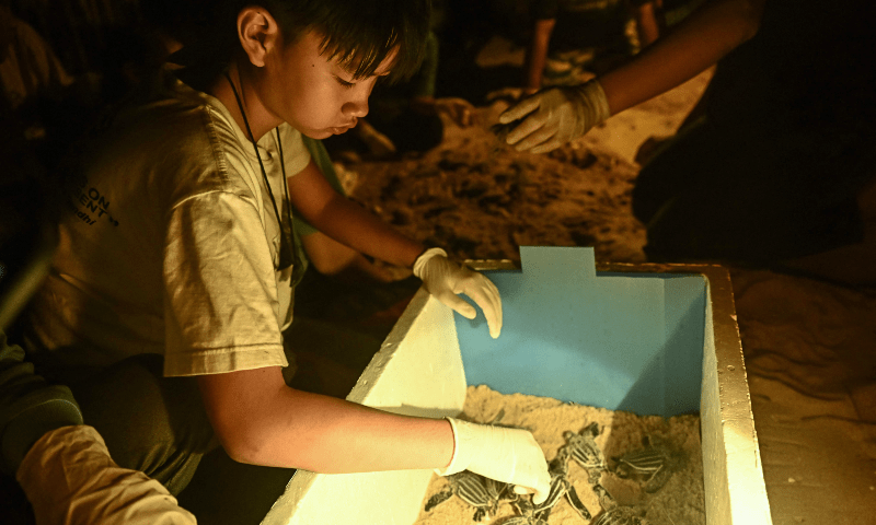 This photo taken during the early hours of February 20, 2023 shows New International School Thailand (NIST) student Prin &ldquo;Por&rdquo; Uthaisangchai, 12, who is making a documentary on leatherback sea turtles as part of the Environmental and Social Foundation (ESF) program, helping members of the Thai Department of Marine and Coastal Resources handle hatching leatherback turtles prior to release on Bang Khwan Beach in Thailand&rsquo;s coastal province of Phang Nga.