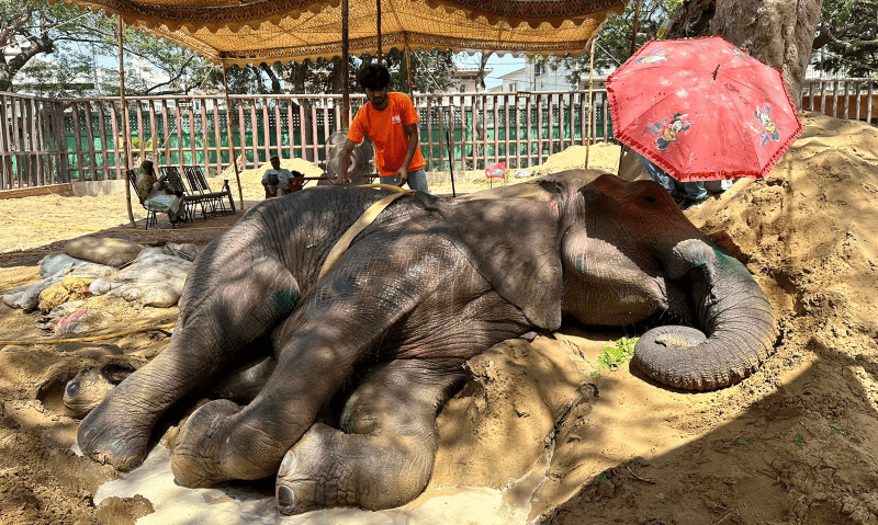 Elephant Noor Jehan lying on the ground against a pile of sand in Karachi Zoo in April 2023. — Mahera Omar via Twitter/fourpawsint/file