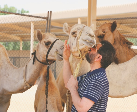 DUBAI: Dr Nizar Ahmad Wani kisses a surrogate camel at a farm of the Reproductive Biotechnology Centre.—Reuters