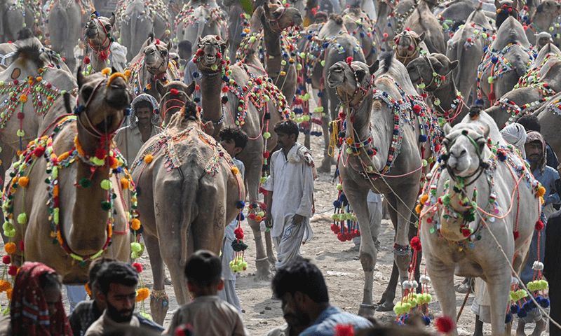In this picture taken on June 25, 2023, vendors and customers walk amid sacrificial camels at a livestock market ahead of Eidul Azha in Lahore. — AFP In this picture taken on June 25, 2023, vendors and customers walk amid sacrificial camels at a livestock market ahead of Eidul Azha in Lahore. — AFP