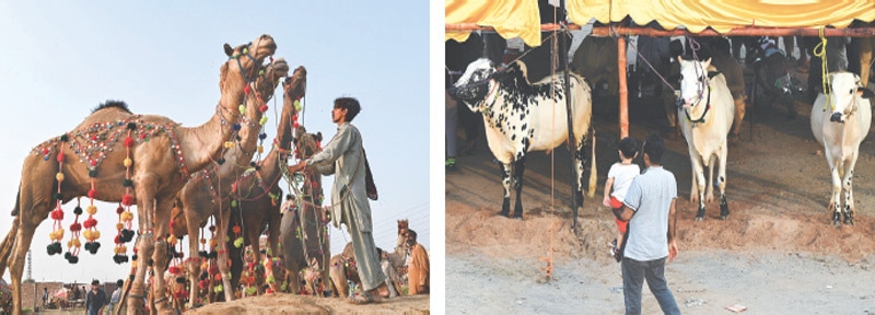 (right) A trader looks at sacrificial camels as he waits for customers at a livestock market in Lahore ahead of Eidul Azha; while, a man carrying his child looks at sacrificial animals on display at an animal market in the capital, Islamabad. Such markets sprung up in nearly all cities of the country, but this time around, traders are reporting a decline in sales.—AFP