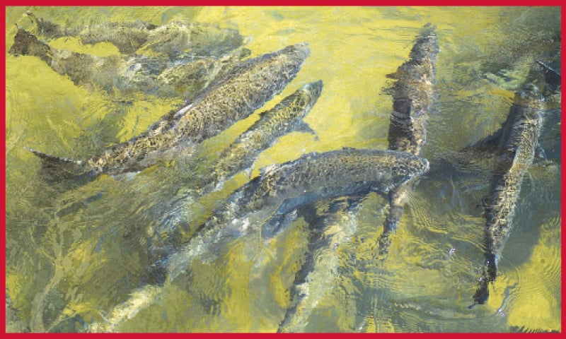 Chinook Salmons swim up a fish ladder at the California Department of Fish and Wildlife Feather River Hatchery during the California drought emergency in Oroville, California. The cancellation of the season is a real blow to California, where salmon fishing generates $1.4bn a year and supports 23,000 jobs, according to the Golden State Salmon Association.&mdash;AFP
