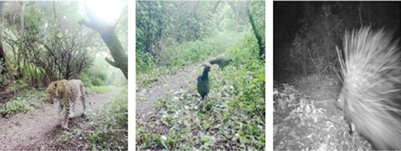 A file footage of a leopard, Khalij pheasants and porcupine on Trail 6.
