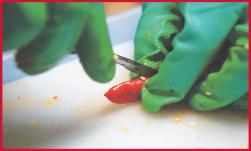 A worker at the Tropical Agricultural Research and Higher Education Centre removes seeds from chillies to store them at their seed bank in Turrialba, Costa Rica. In the mountains of the Costa Rican jungle, scientists guard a treasure trove of seeds collected over decades as a bulwark against food insecurity and climate change. Some 6,200 samples from 125 species of squash, chilli, tomato and other edible plants are held at the centre.&mdash;AFP
