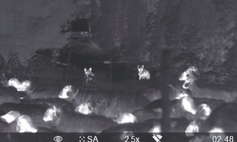 CHAMPERY (Switzerland): Two wolves next to sheep at a pasture in the Swiss Alps are seen through night vision binoculars.—AFP CHAMPERY (Switzerland): Two wolves next to sheep at a pasture in the Swiss Alps are seen through night vision binoculars.—AFP