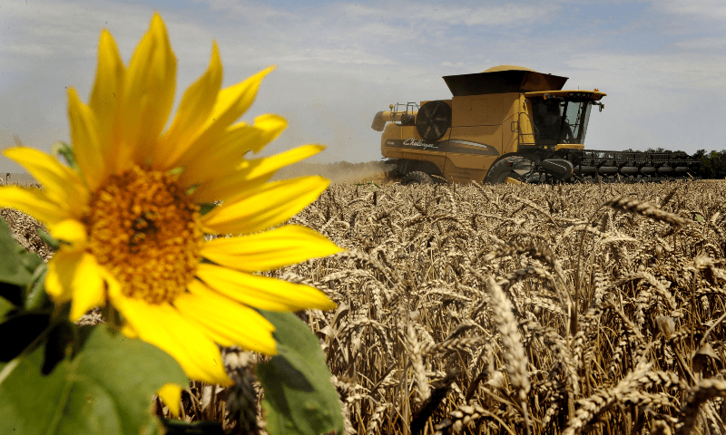 Farmers bring in the harvest with their combine harvester on a wheat field in the southern Russian Krasnodar region on July 19, 2011. &mdash; AFP/File
