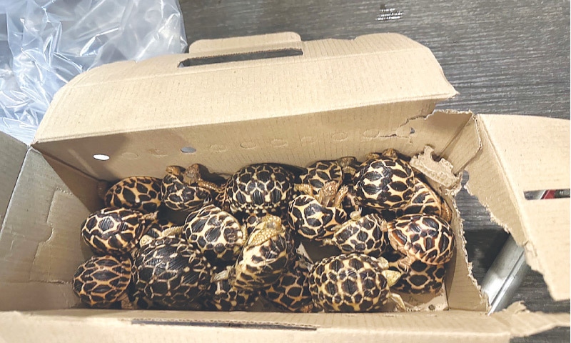 THIS picture released by the Taiwan government shows a box of tortoises that was seized from an airline passenger by customs officials at Taoyuan International Airport, near Taipei.&mdash;AFP
